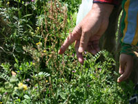 食べられる野草がたくさん!(クリックで拡大) 食べられる野草がたくさん!(クリックで拡大)